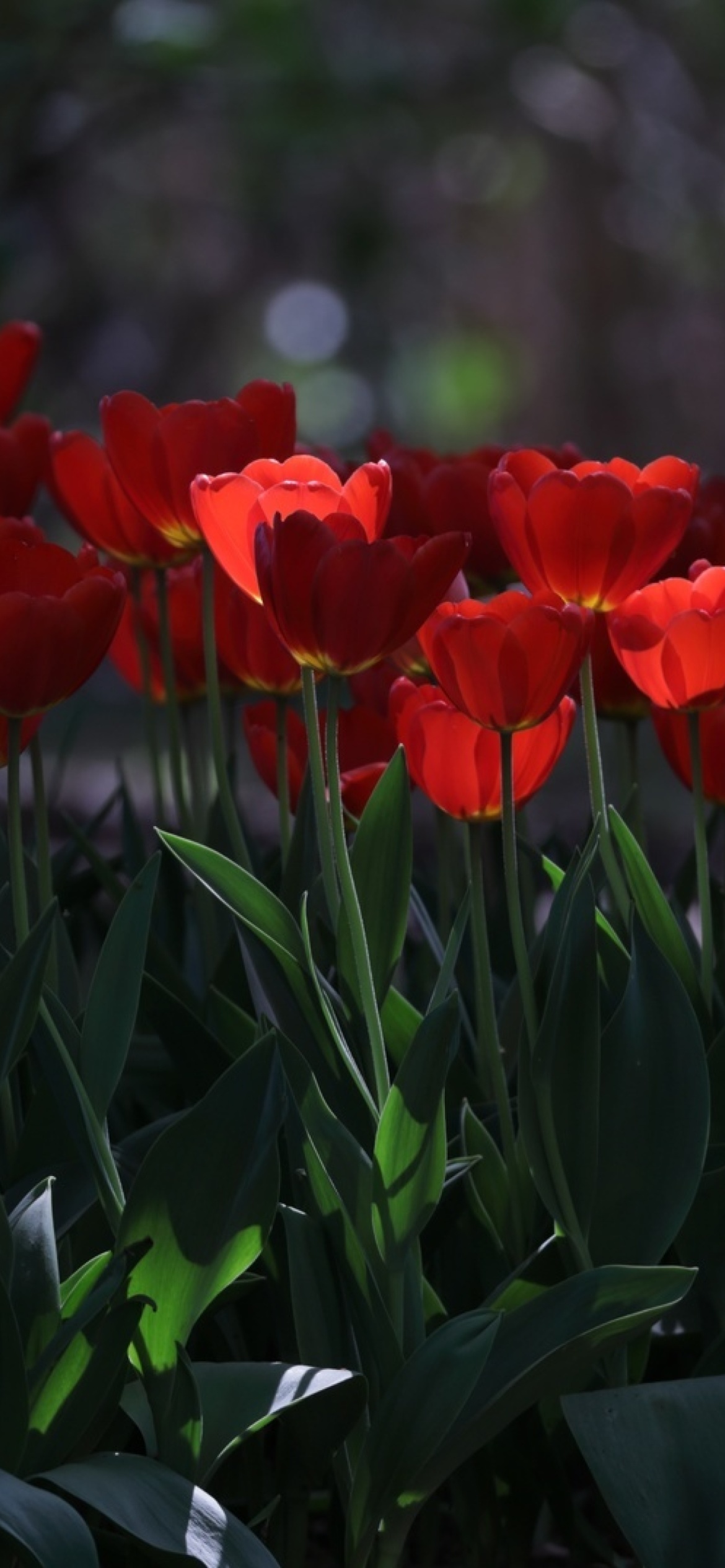 Red Tulips HD wallpaper 1170x2532