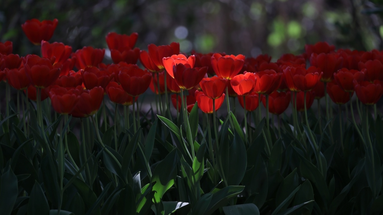 Red Tulips HD wallpaper 1280x720