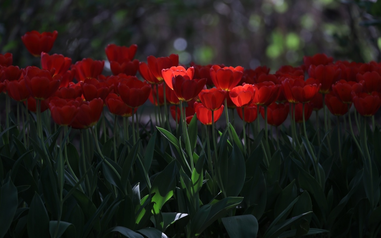 Обои Red Tulips HD 1280x800