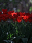 Screenshot №1 pro téma Red Tulips HD 132x176