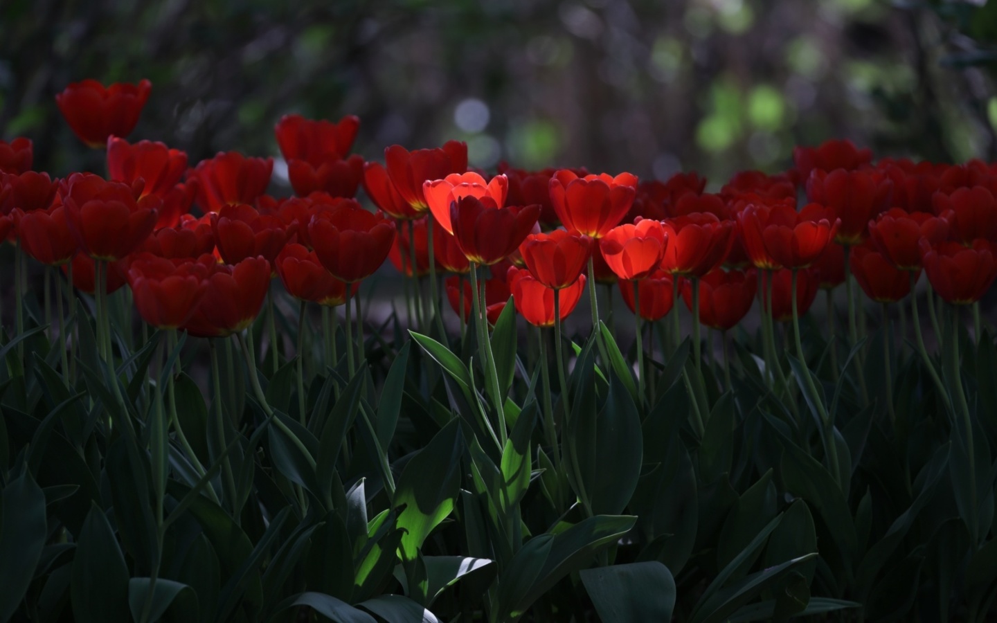 Обои Red Tulips HD 1440x900