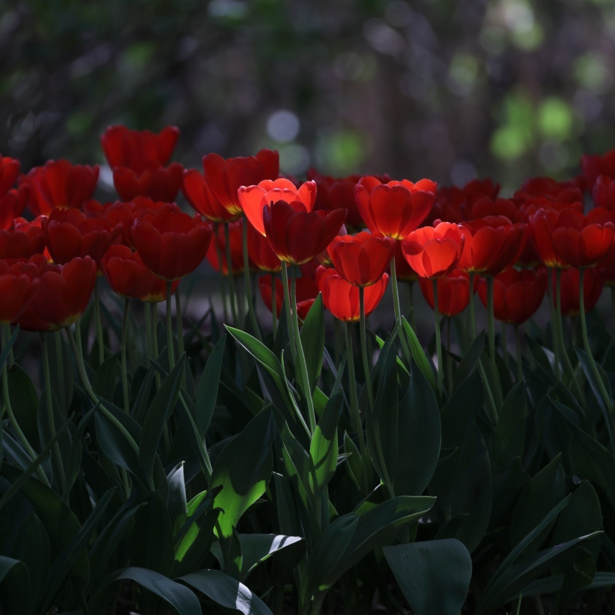 Das Red Tulips HD Wallpaper 2048x2048