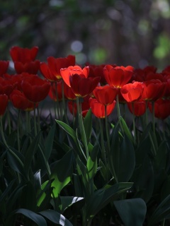 Red Tulips HD wallpaper 240x320
