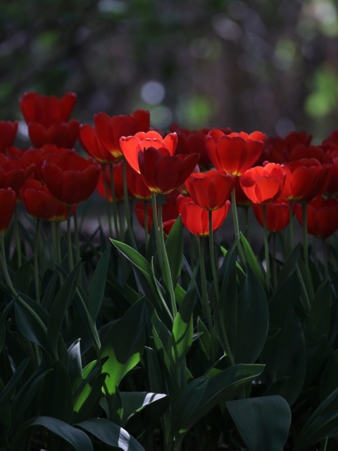 Red Tulips HD wallpaper 480x640