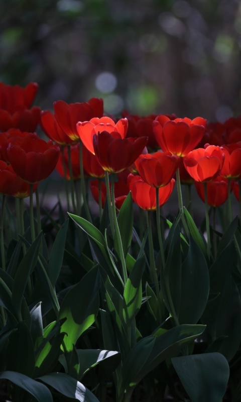 Обои Red Tulips HD 480x800
