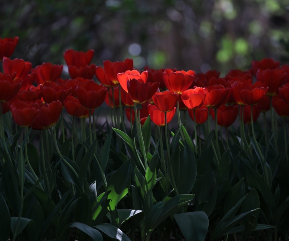 Обои Red Tulips HD 960x800