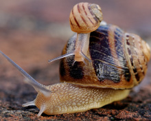 Sfondi Snail Family 220x176