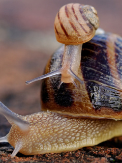 Fondo de pantalla Snail Family 240x320