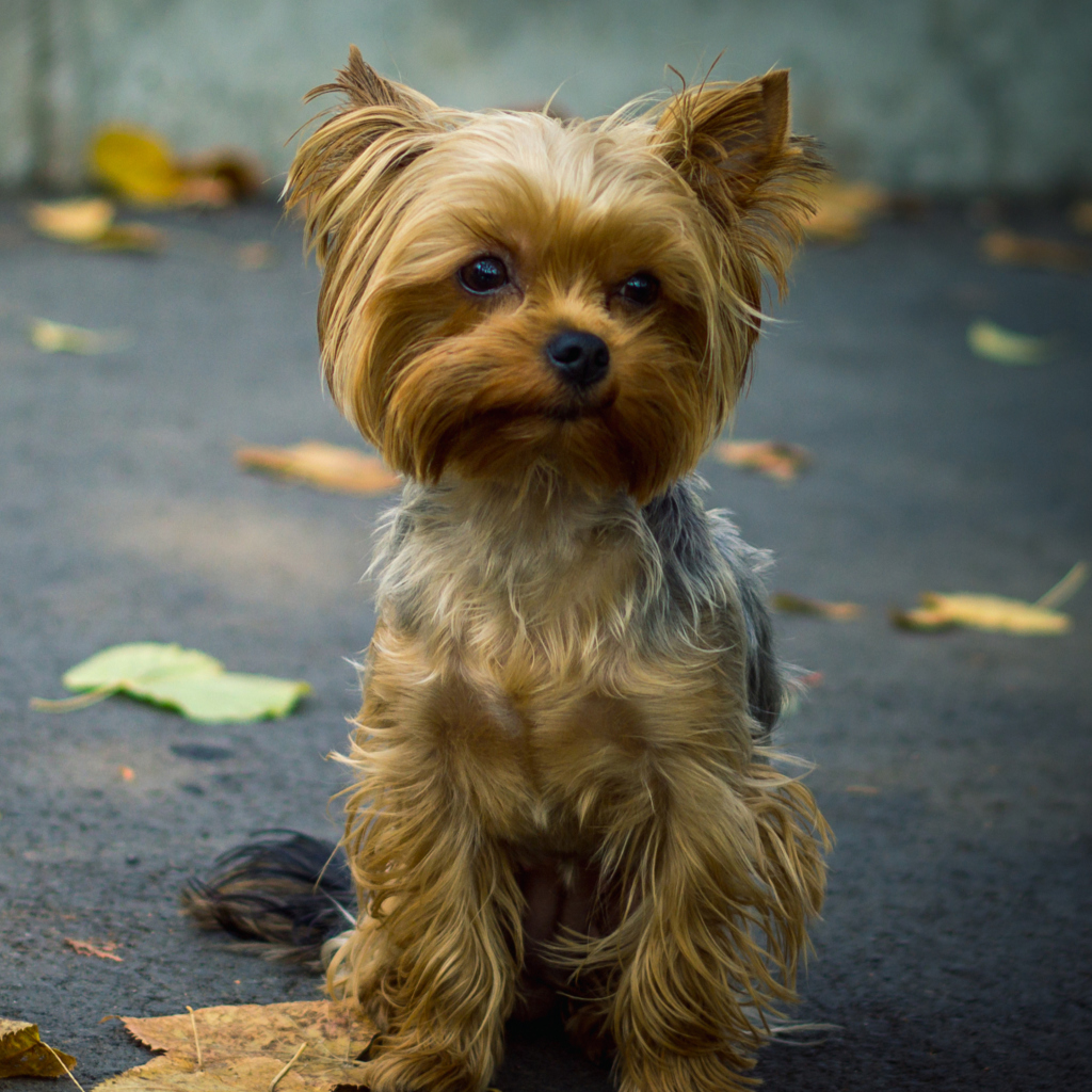 Sfondi Cute Yorkshire Terrier 1024x1024