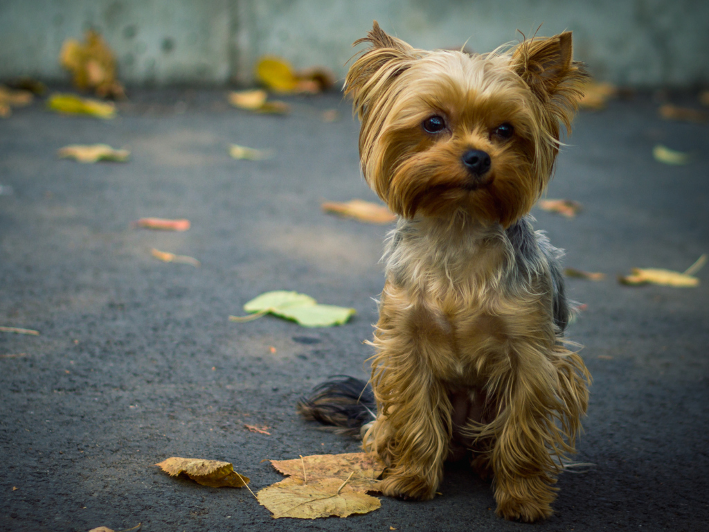 Обои Cute Yorkshire Terrier 1024x768