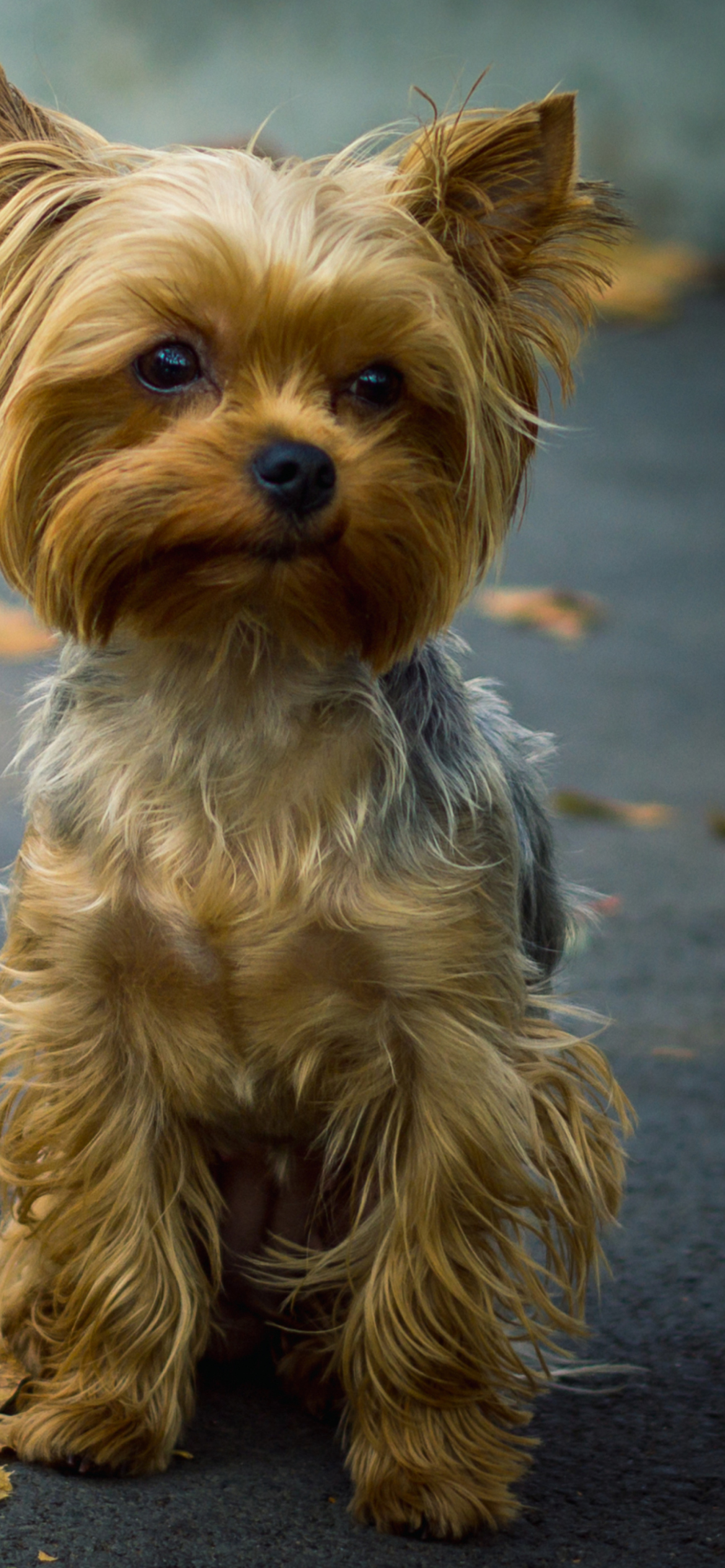Cute Yorkshire Terrier screenshot #1 1170x2532