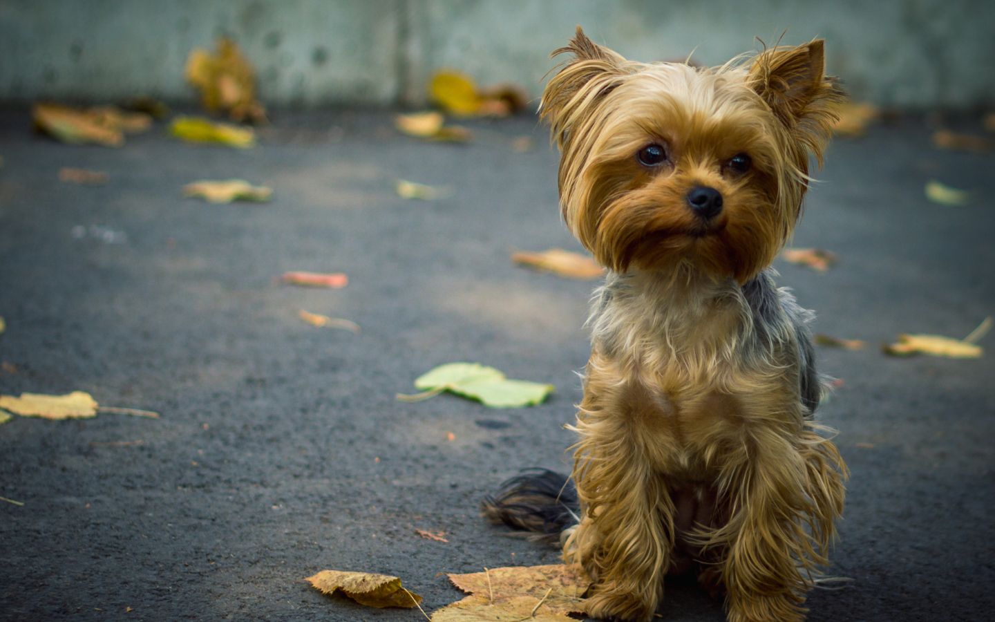 Обои Cute Yorkshire Terrier 1440x900