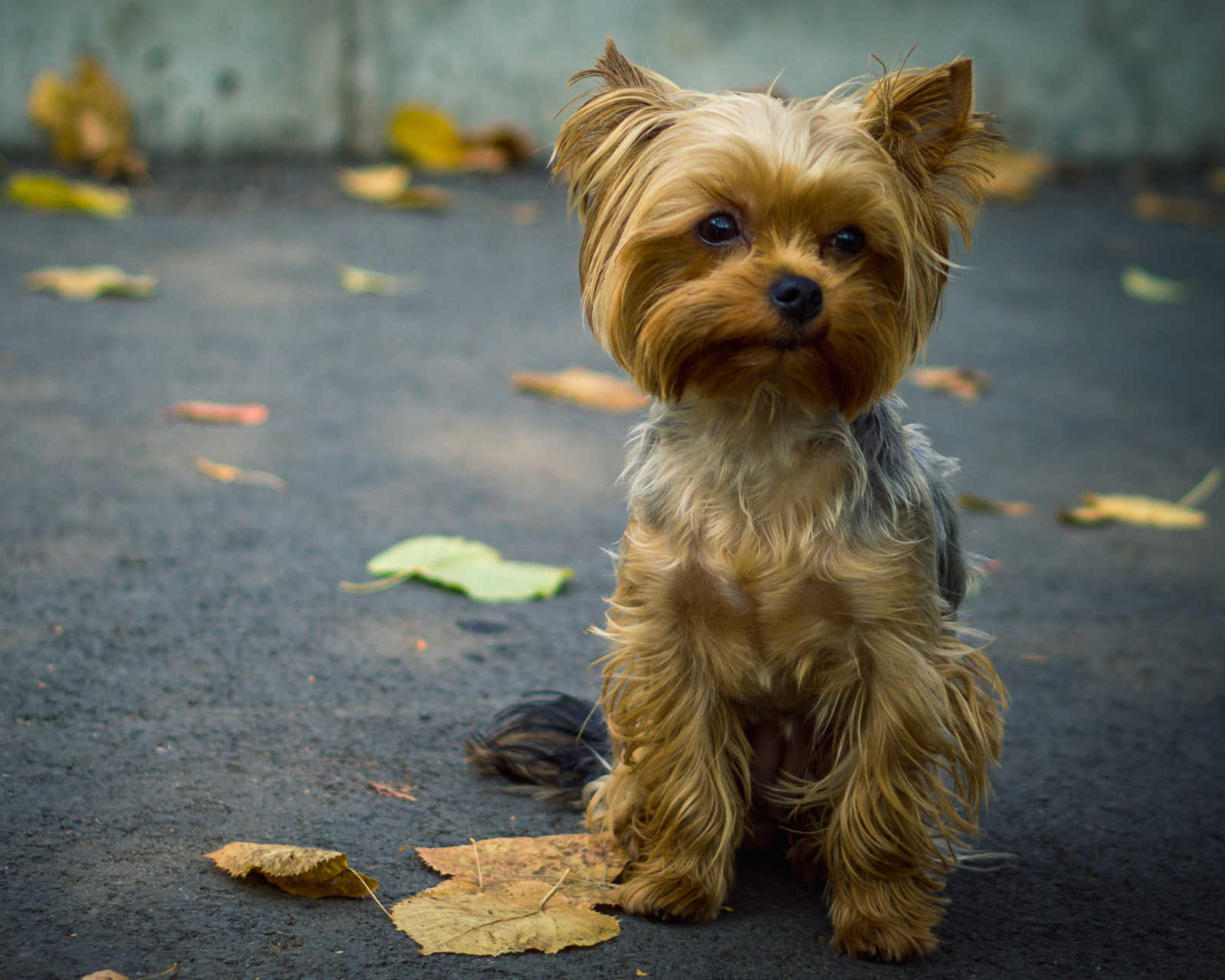 Cute Yorkshire Terrier screenshot #1 1600x1280