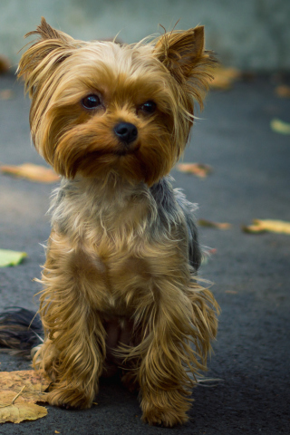 Cute Yorkshire Terrier screenshot #1 320x480