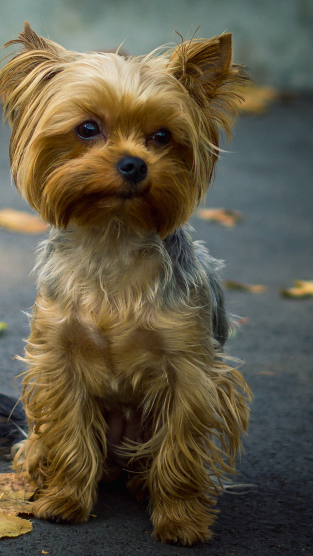 Fondo de pantalla Cute Yorkshire Terrier 640x1136