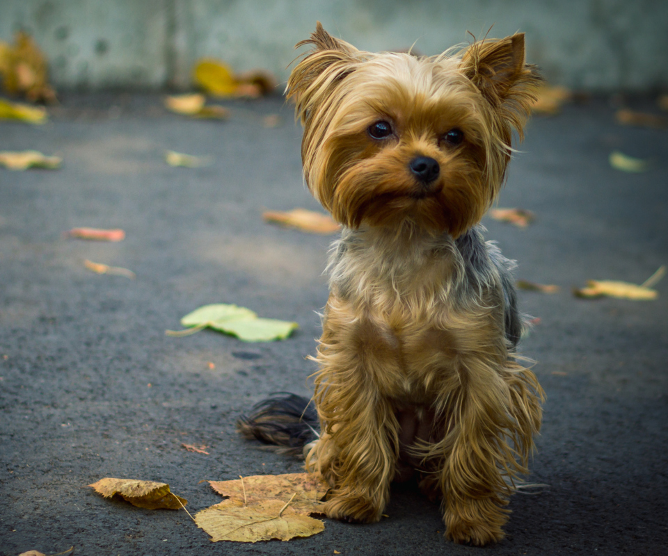 Cute Yorkshire Terrier screenshot #1 960x800