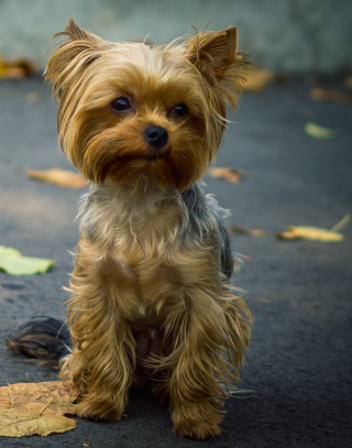 Cute Yorkshire Terrier - Obrázkek zdarma pro Nokia Asha 305