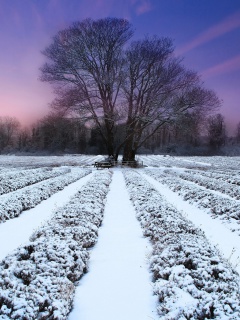 Das Winter Plants Wallpaper 240x320