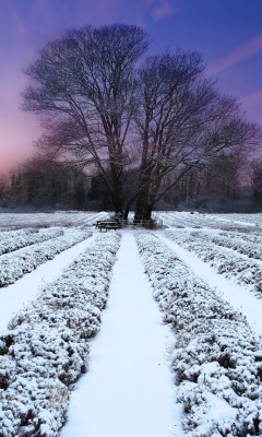 Das Winter Plants Wallpaper 240x400