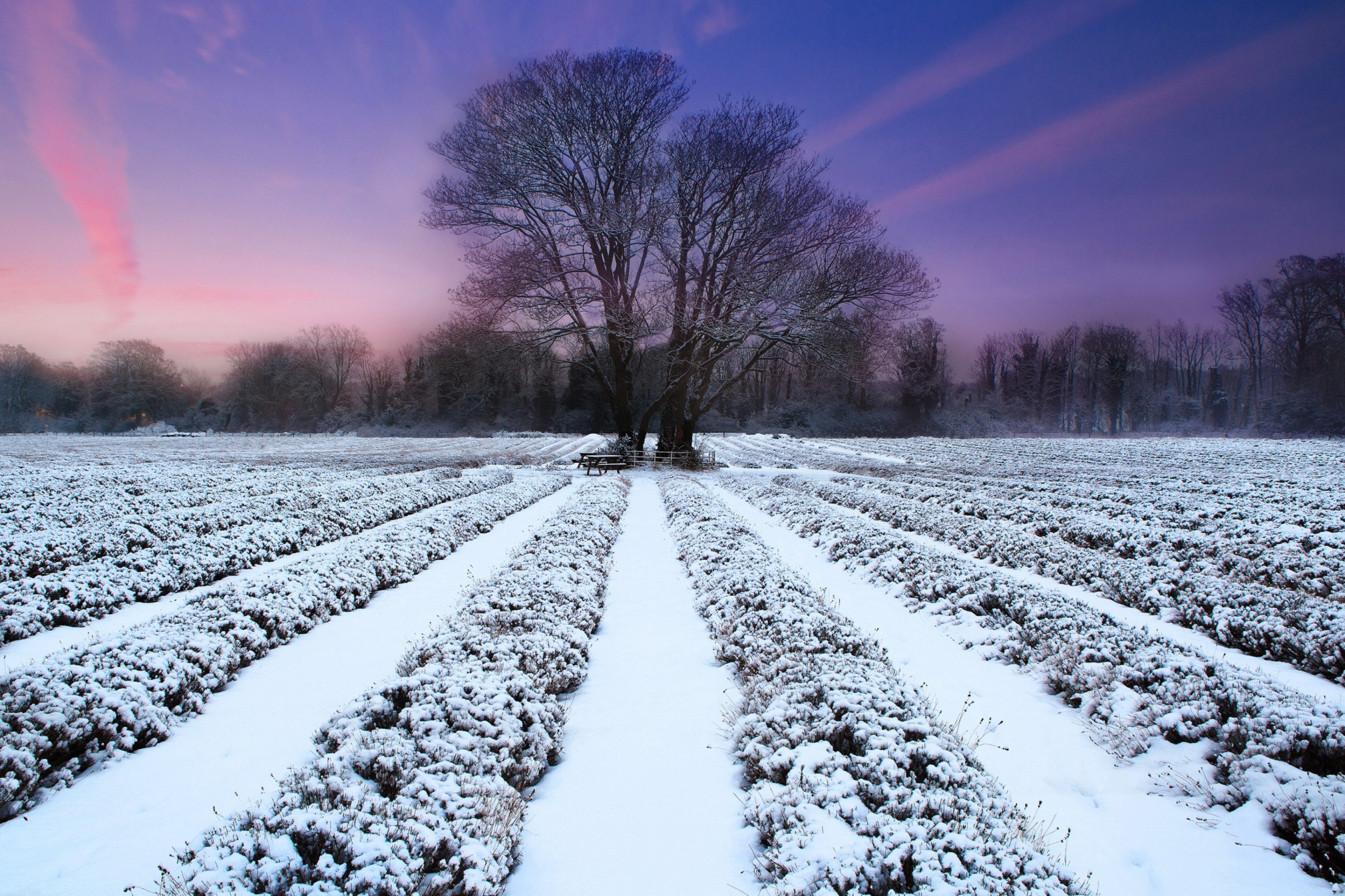 Fondo de pantalla Winter Plants 2880x1920