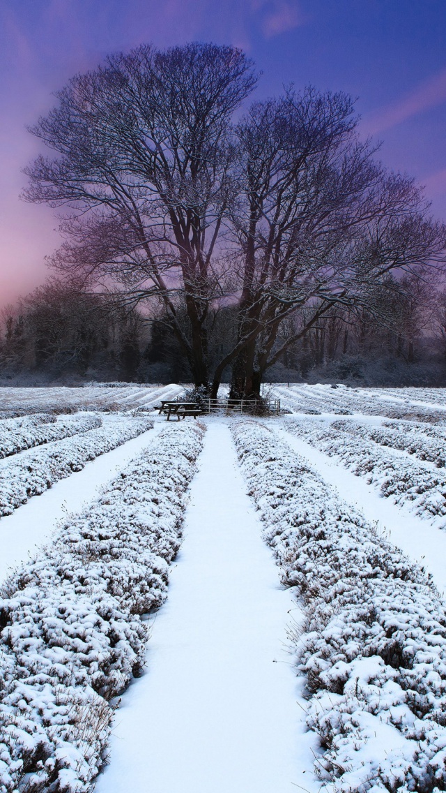 Winter Plants screenshot #1 640x1136