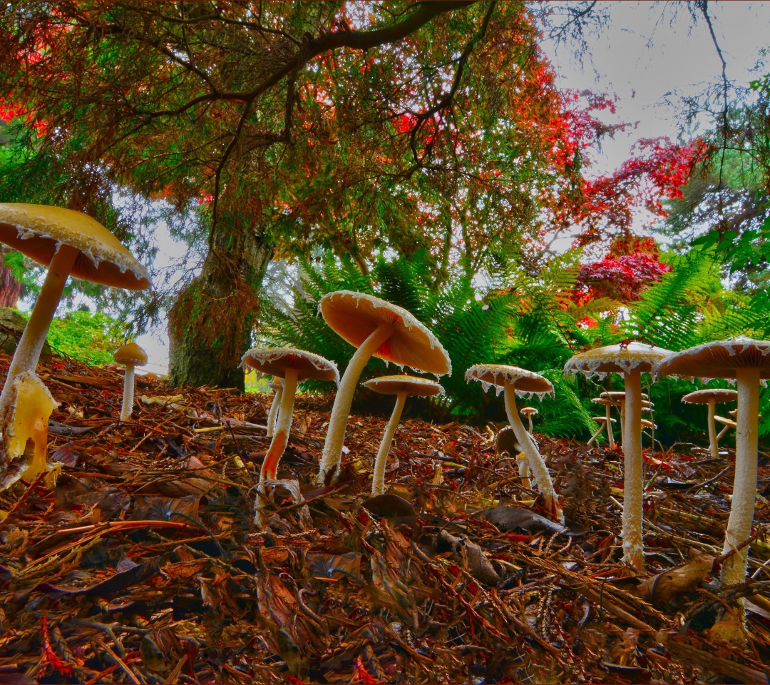 Fondo de pantalla Wild Mushrooms 1080x960