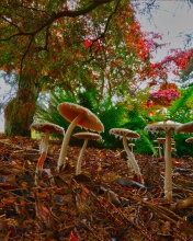 Обои Wild Mushrooms 176x220