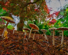 Wild Mushrooms wallpaper 220x176