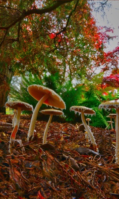 Screenshot №1 pro téma Wild Mushrooms 240x400