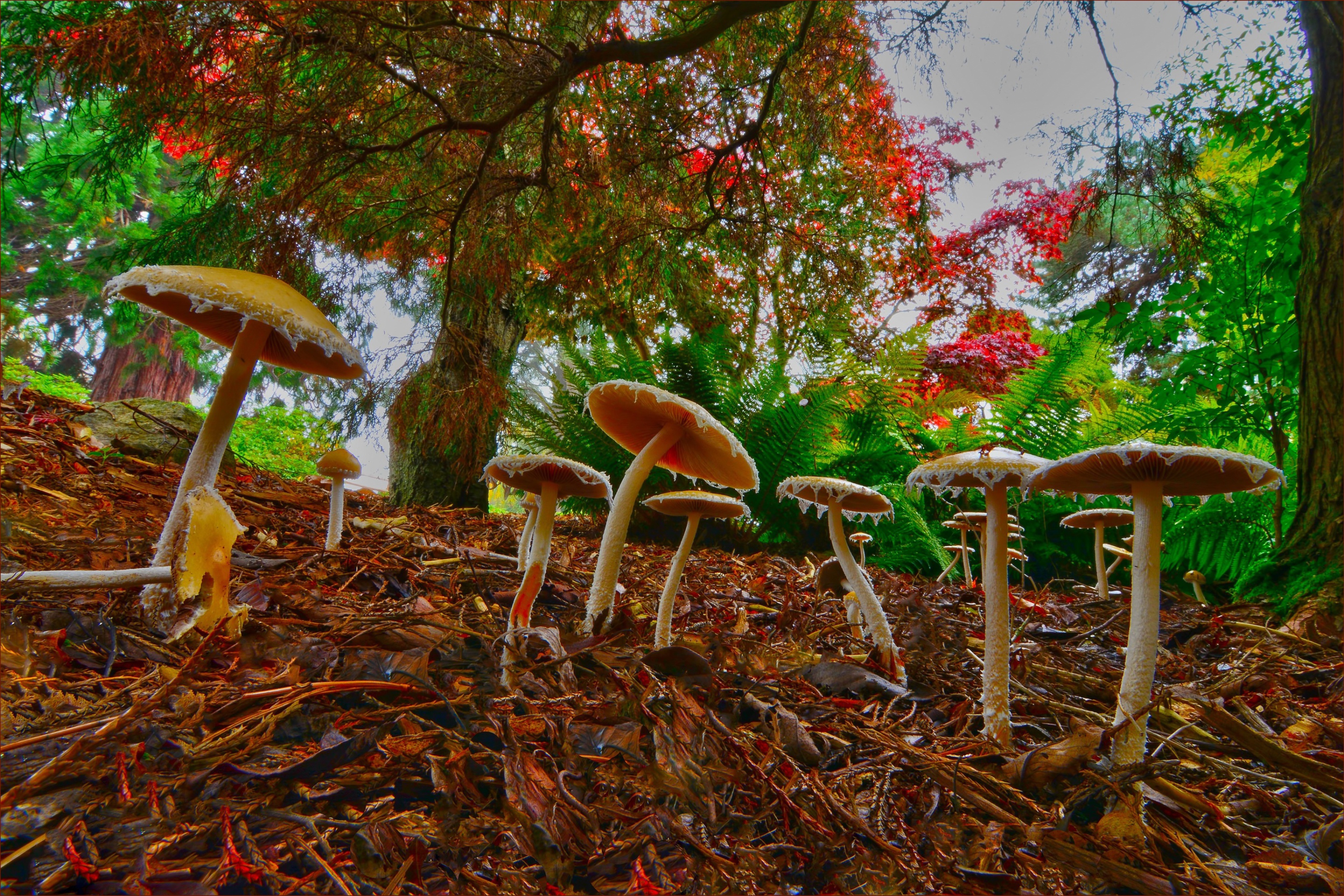 Fondo de pantalla Wild Mushrooms 2880x1920