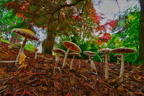 Screenshot №1 pro téma Wild Mushrooms 480x320