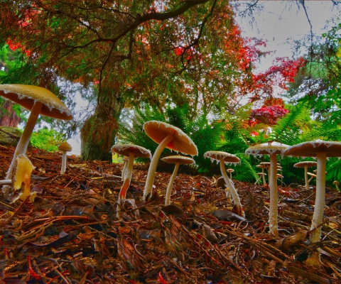 Fondo de pantalla Wild Mushrooms 480x400