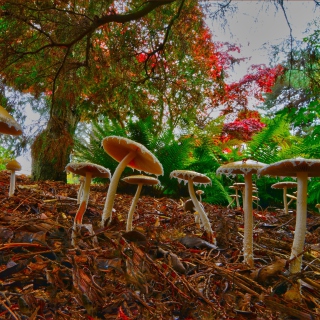 Wild Mushrooms Background for 208x208