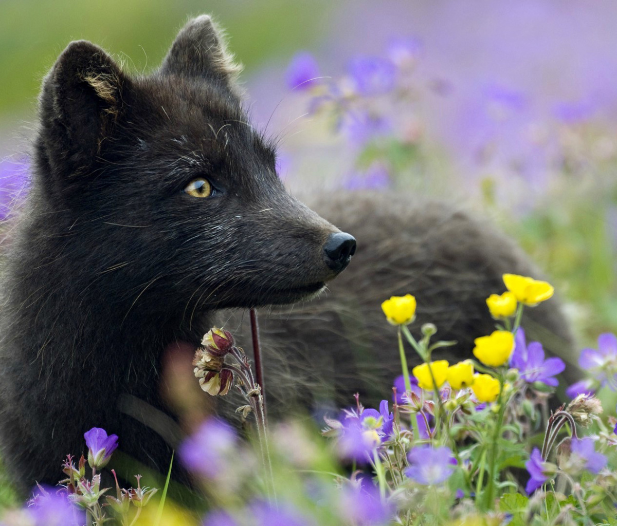 Arctic Fox wallpaper 1200x1024