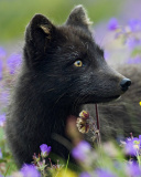 Arctic Fox wallpaper 128x160