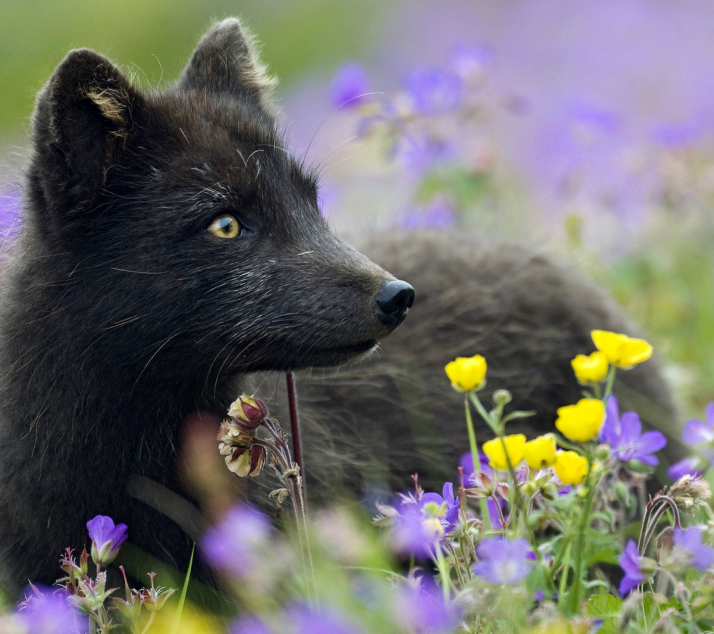 Arctic Fox wallpaper 1440x1280