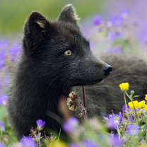 Arctic Fox wallpaper 208x208