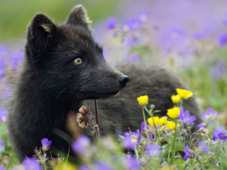 Arctic Fox wallpaper 320x240