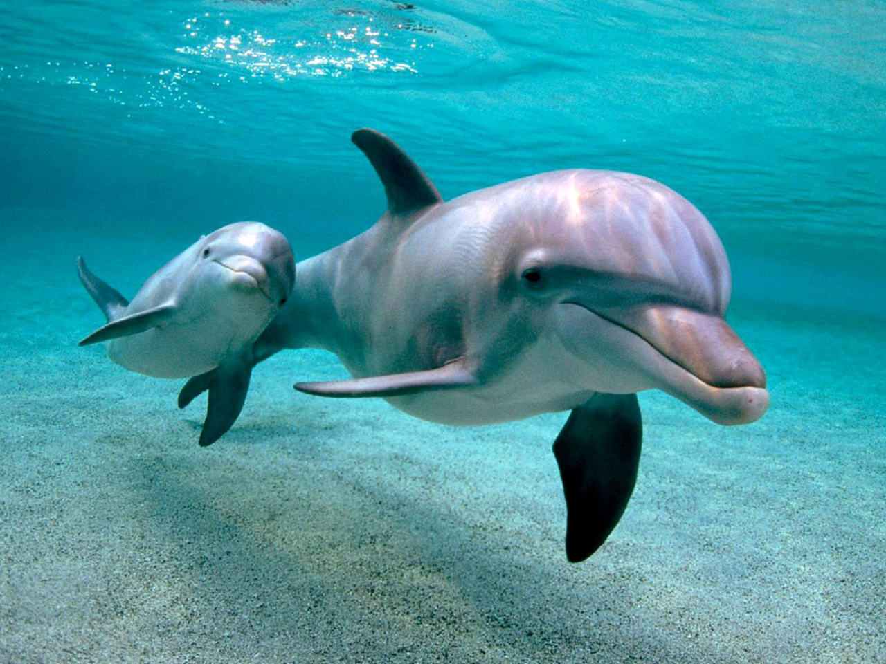 Обои Dolphins family 1280x960
