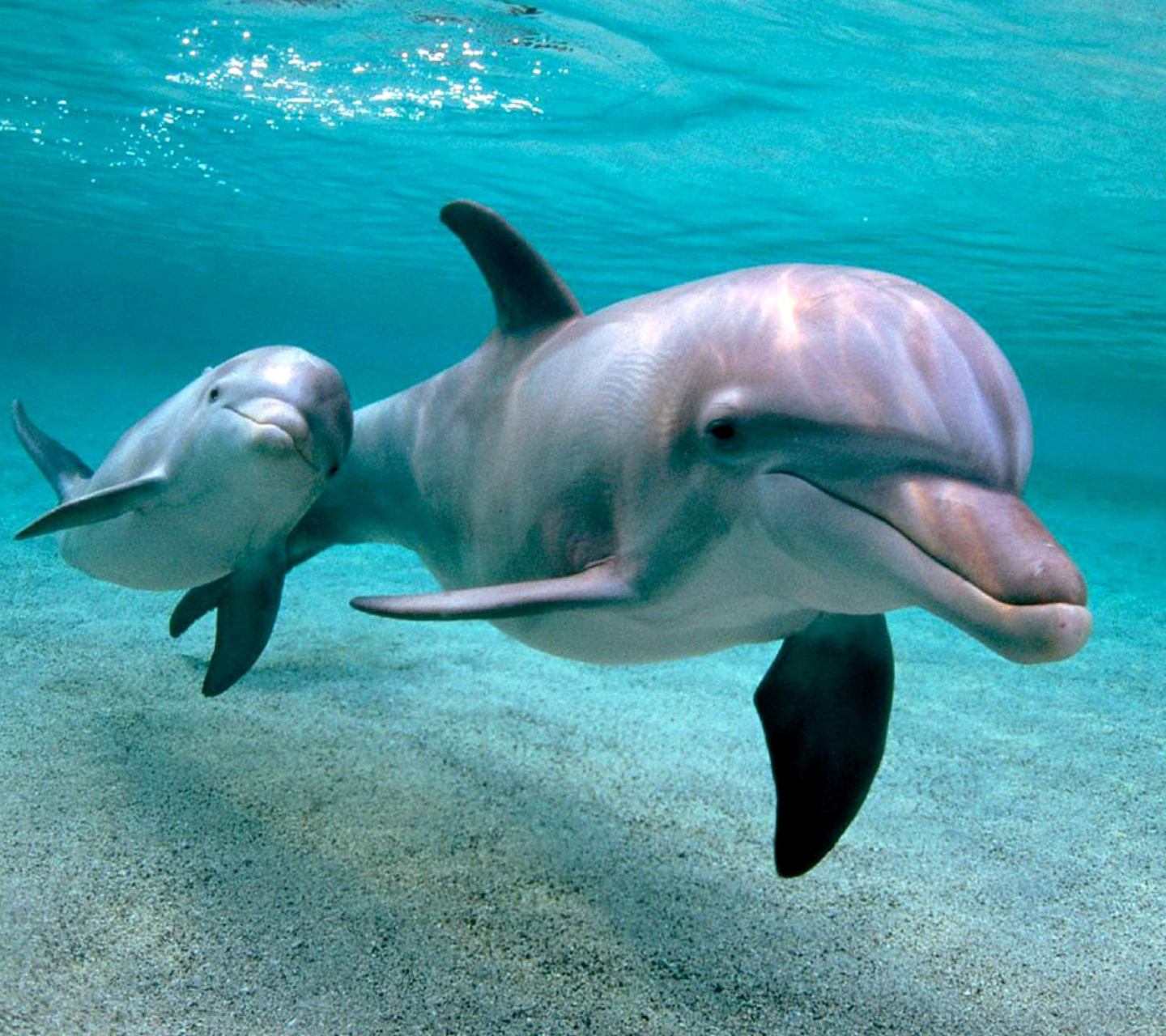 Fondo de pantalla Dolphins family 1440x1280