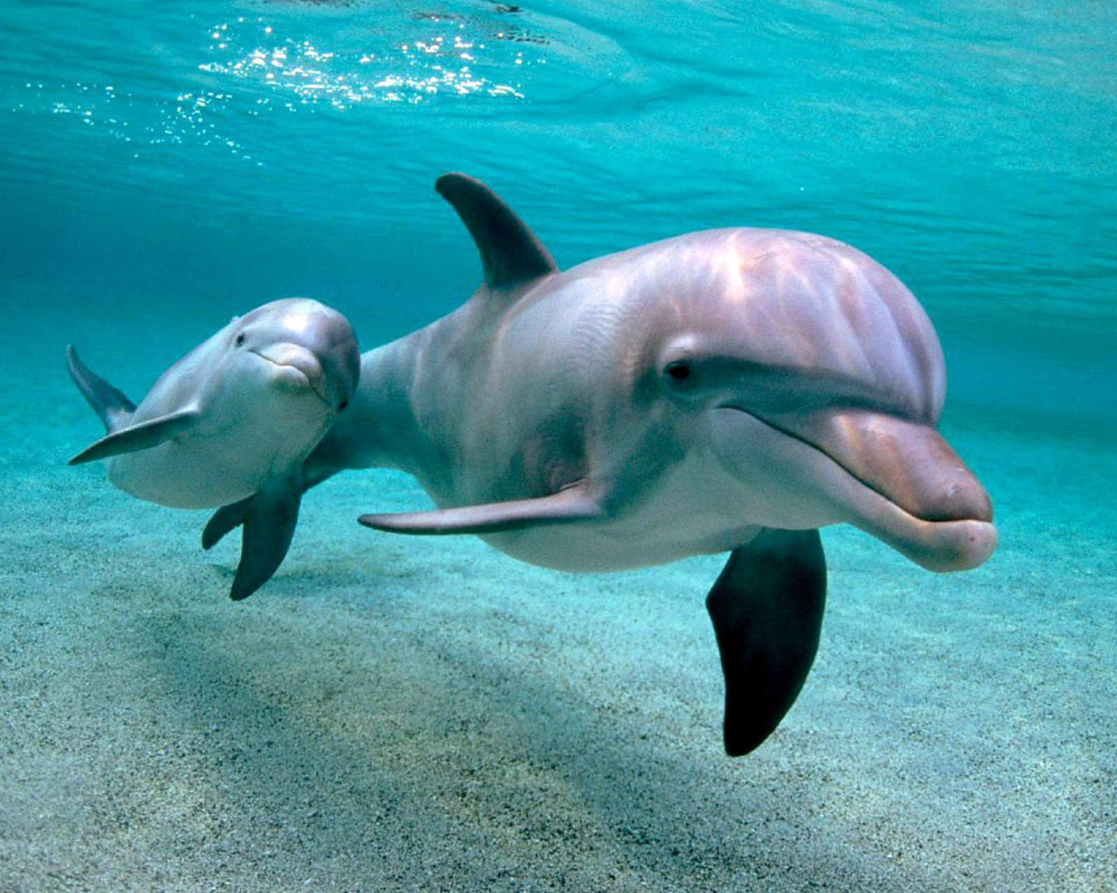 Обои Dolphins family 1600x1280