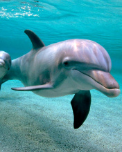 Обои Dolphins family 176x220