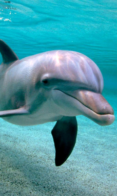 Fondo de pantalla Dolphins family 240x400