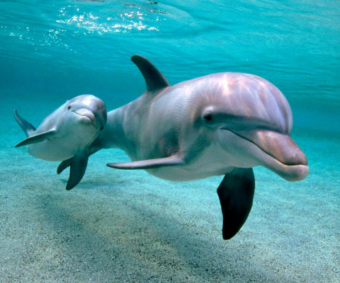 Sfondi Dolphins family 480x400