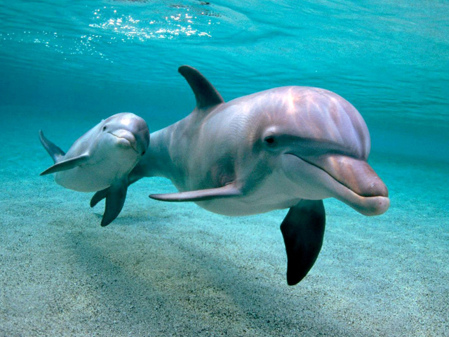 Dolphins family wallpaper 640x480