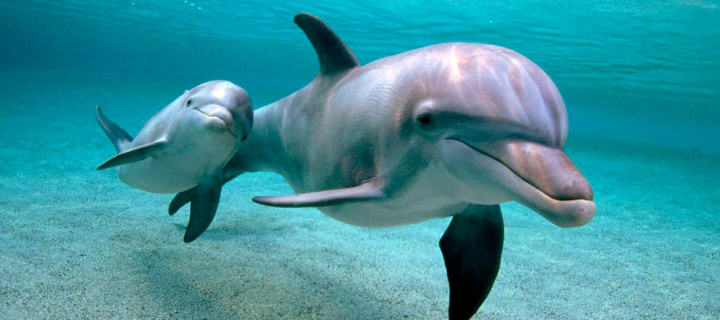 Sfondi Dolphins family 720x320