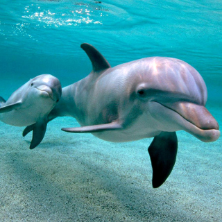 Dolphins family - Obrázkek zdarma pro iPad mini