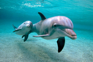 Dolphins family - Obrázkek zdarma pro Motorola DROID 3