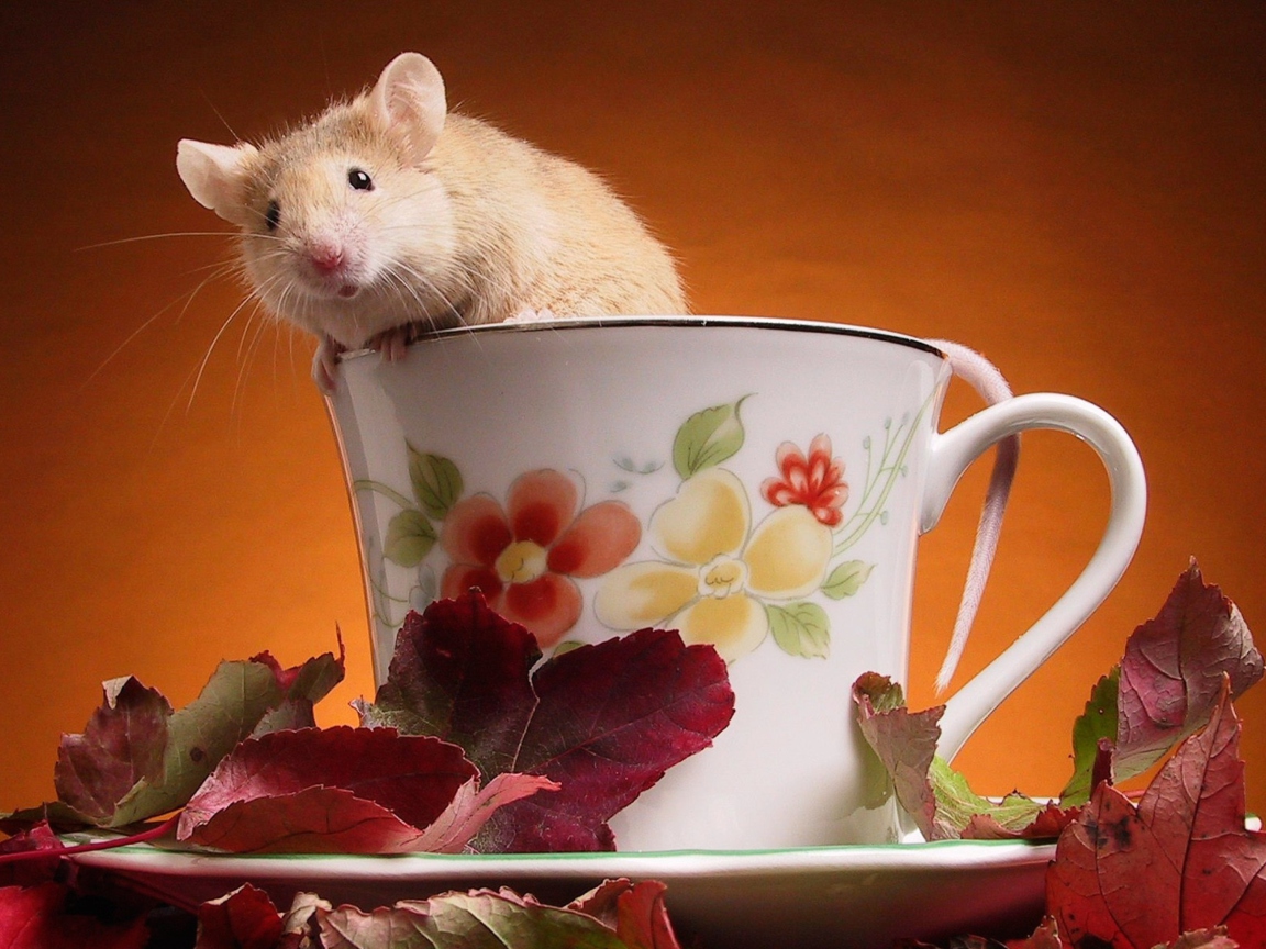 Das Mouse In Teapot Wallpaper 1152x864