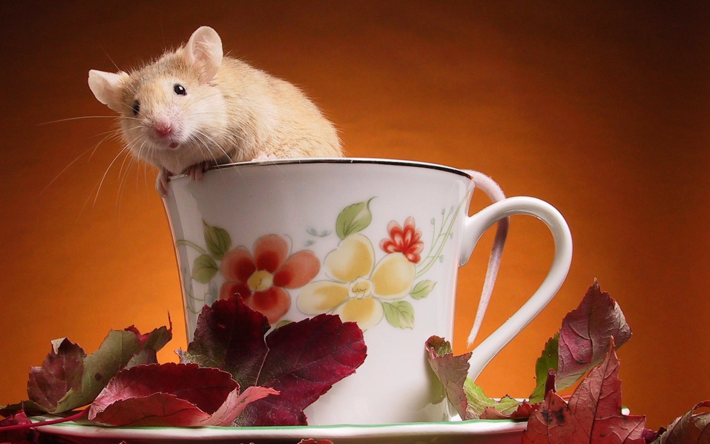 Fondo de pantalla Mouse In Teapot 1440x900
